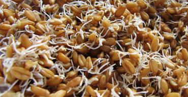 Една проста рецепта за пшеничен лунен лук у дома